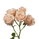 25-SAHARA-SENSATION_1.webp