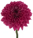 LYCHEE.webp