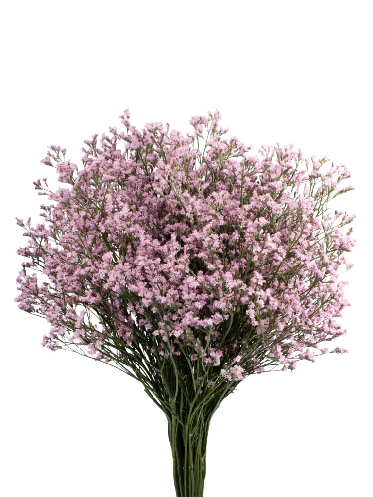 TB-LIMONIUM-PK-TROPINK-frontal_2-1152x1536.webp
