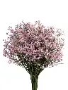 TB-LIMONIUM-PK-TROPINK-frontal_2-1152x1536.webp