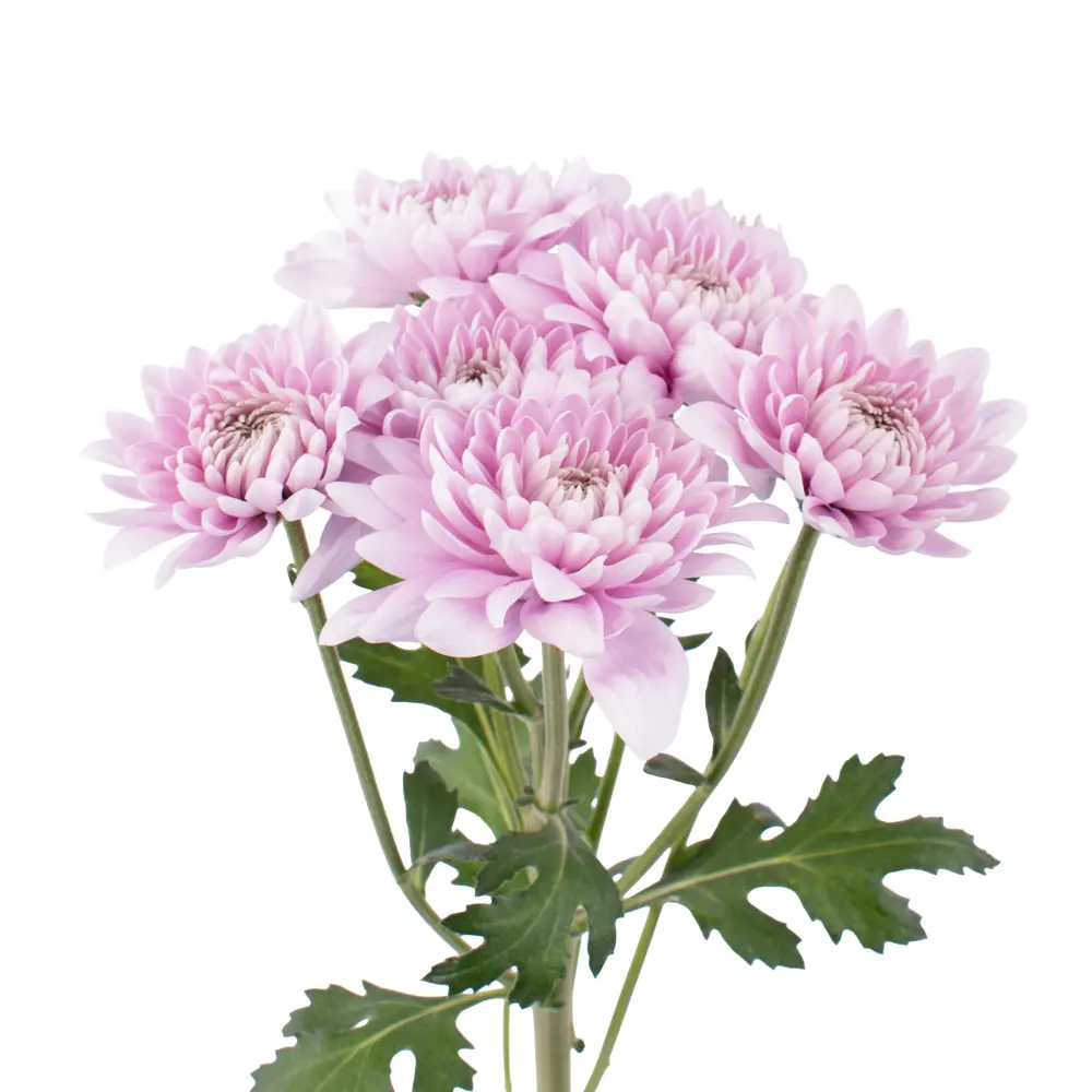 CUSHION-YOLANDA-frontal-r5t7u4nxazwokside1hdvqoz1dbkh0chovlvoean0w.webp