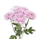 CUSHION-YOLANDA-frontal-r5t7u4nxazwokside1hdvqoz1dbkh0chovlvoean0w.webp