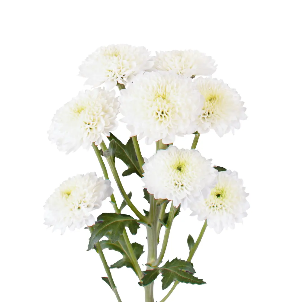 Micro-POMPON-NIVEA-frontal-e1747253535811-r5t9wxnj7cb6jlunkvjitd4kyam61ubgz4nzm5dpu8.webp