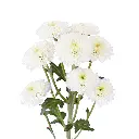 Micro-POMPON-NIVEA-frontal-e1747253535811-r5t9wxnj7cb6jlunkvjitd4kyam61ubgz4nzm5dpu8.webp