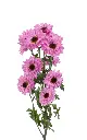 YING-YAN-GALAXY-MCPOM-LV-frontal-960x1536.webp