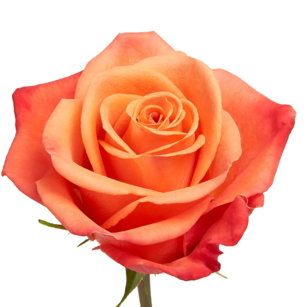 Wholesale-Flowers-FMI-Farms-Orange-Crush-Rose-8.webp