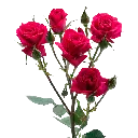 FIREUP_X-min.webp