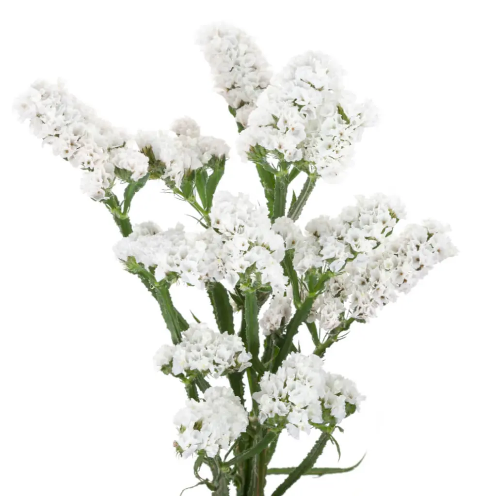 WHITE-STATICE1.webp