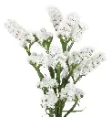 WHITE-STATICE1.webp