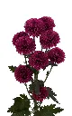13001-PARISA-NV-PU-frontal.webp