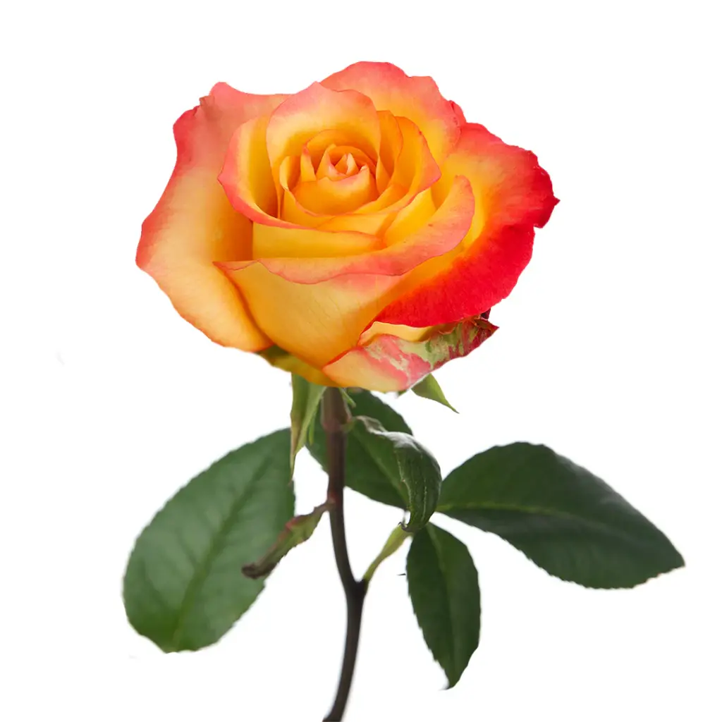 Bulk-Roses-Encanto.webp