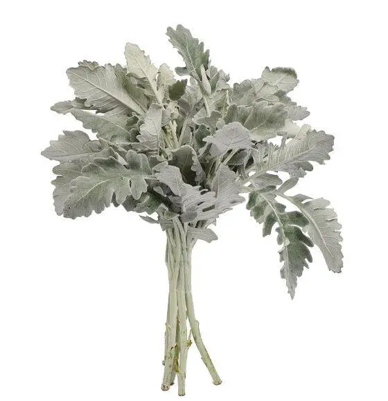 dusty-miller-stem-thumbnail-560x580.webp