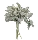 dusty-miller-stem-thumbnail-560x580.webp