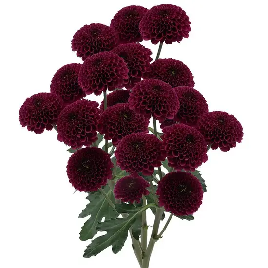ButtonChrysanthemumPurple.webp