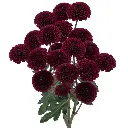 ButtonChrysanthemumPurple.webp