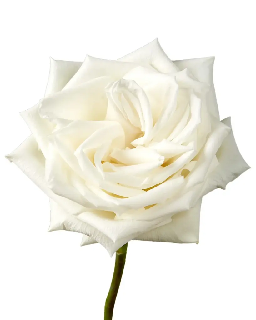 optimized_1760485750_1200x.webp