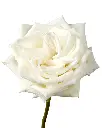 optimized_1760485750_1200x.webp