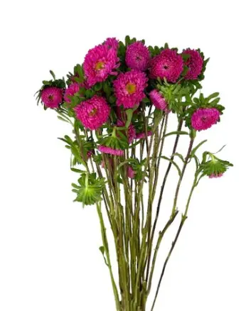 Matsumoto Dark Pink 2 .webp