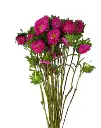 Matsumoto Dark Pink 2 .webp