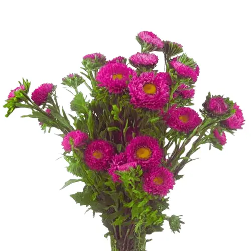 Untitled design (43).webp