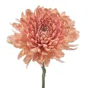 LINNETTE-oqtw9qxu6mh4zld7lk2qjybh0h0th0w9pi9rwqla8g.webp