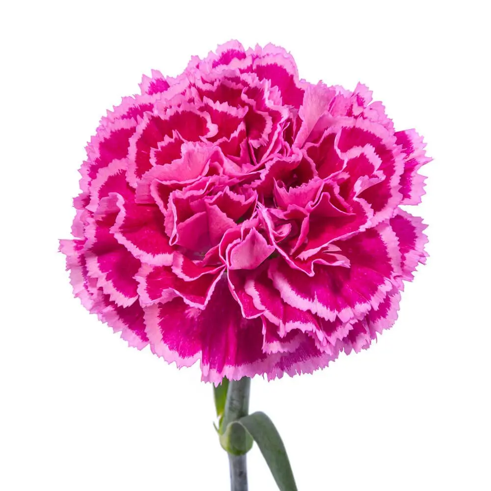 Nobbio-Cherry-1-oqtw9qxu6mh4zld7lk2qjybh0h0th0w9pi9rwqla8g.webp