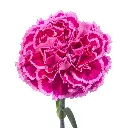 Nobbio-Cherry-1-oqtw9qxu6mh4zld7lk2qjybh0h0th0w9pi9rwqla8g.webp