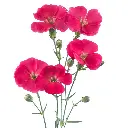 SOLOMIO-IMRE-1-oqtw9qxu6mh4zld7lk2qjybh0h0th0w9pi9rwqla8g.webp