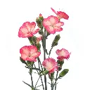 SOLOMIO-FEN-1-oqtw9qxu6mh4zld7lk2qjybh0h0th0w9pi9rwqla8g.webp