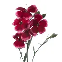 SOLOMIO-SEM-1-oqtw9qxu6mh4zld7lk2qjybh0h0th0w9pi9rwqla8g.webp