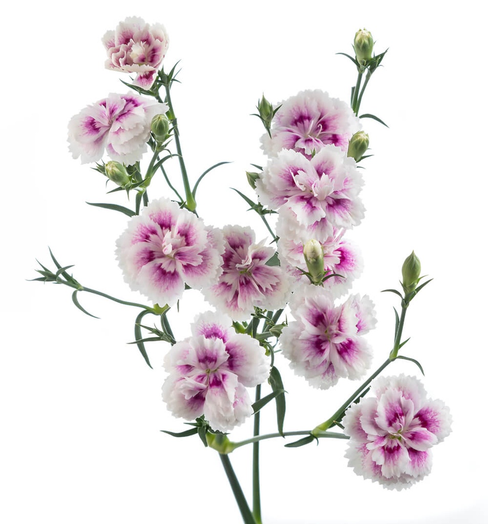 RAFFINE-THIA.jpg