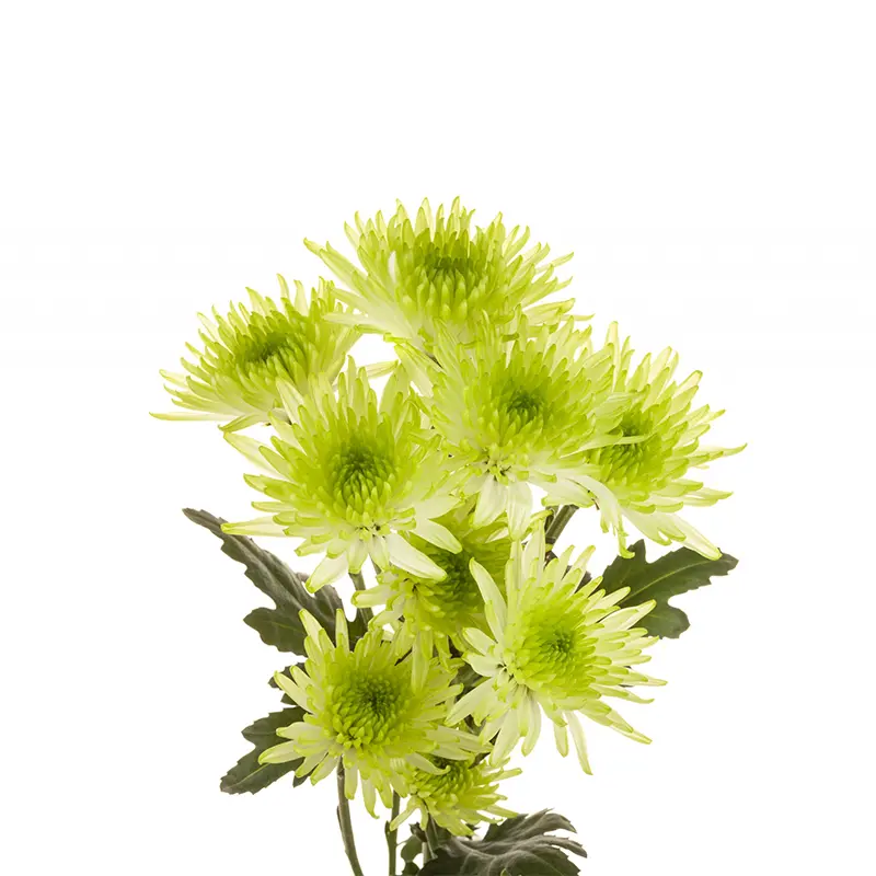 maisy-lime.webp