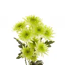 maisy-lime.webp