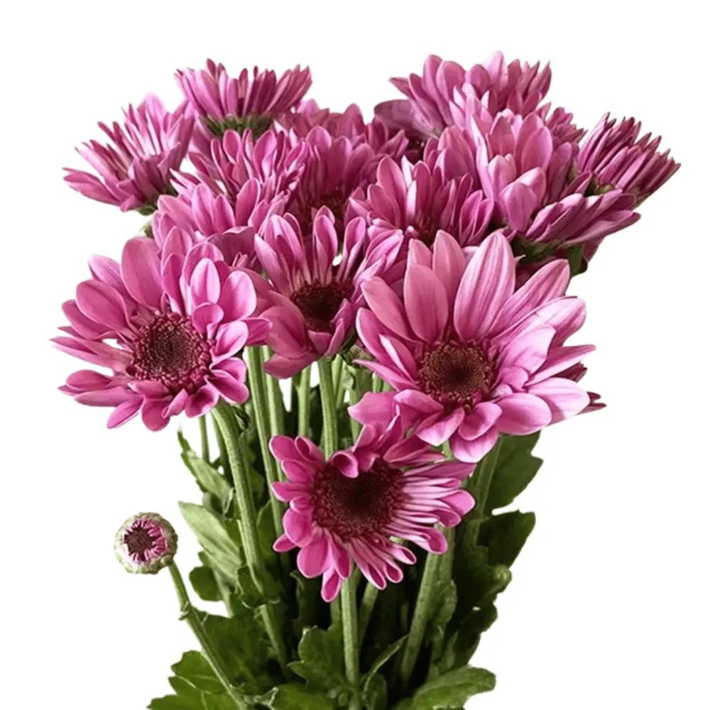 E (39).webp