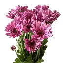 E (39).webp