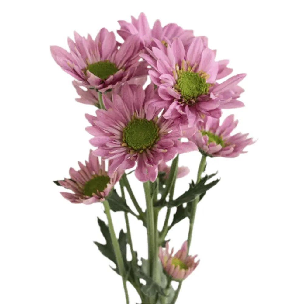 E (40).webp
