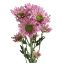 E (40).webp