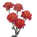 TIGRESS-2-oqtw9qxu6mh4zld7lk2qjybh0h0th0w9pi9rwqla8g.webp