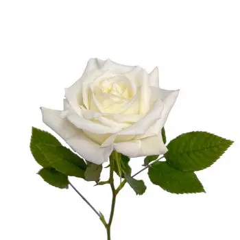 ROSWHESC-350x350.webp