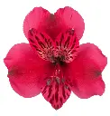 LUCIA1.webp