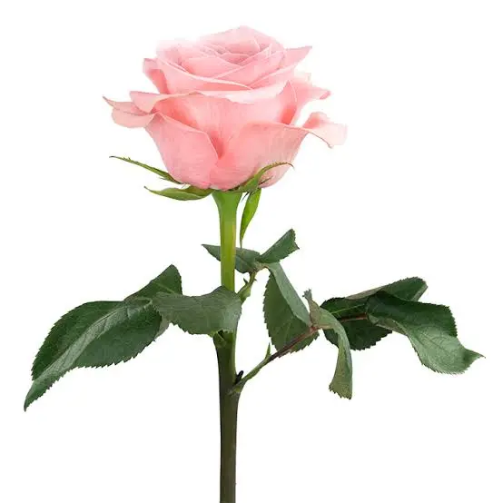 images (6).webp