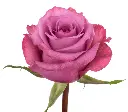 Kathira1-2.webp