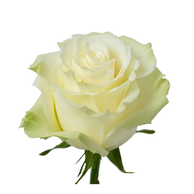 rose_white_mondial.webp