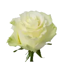 rose_white_mondial.webp