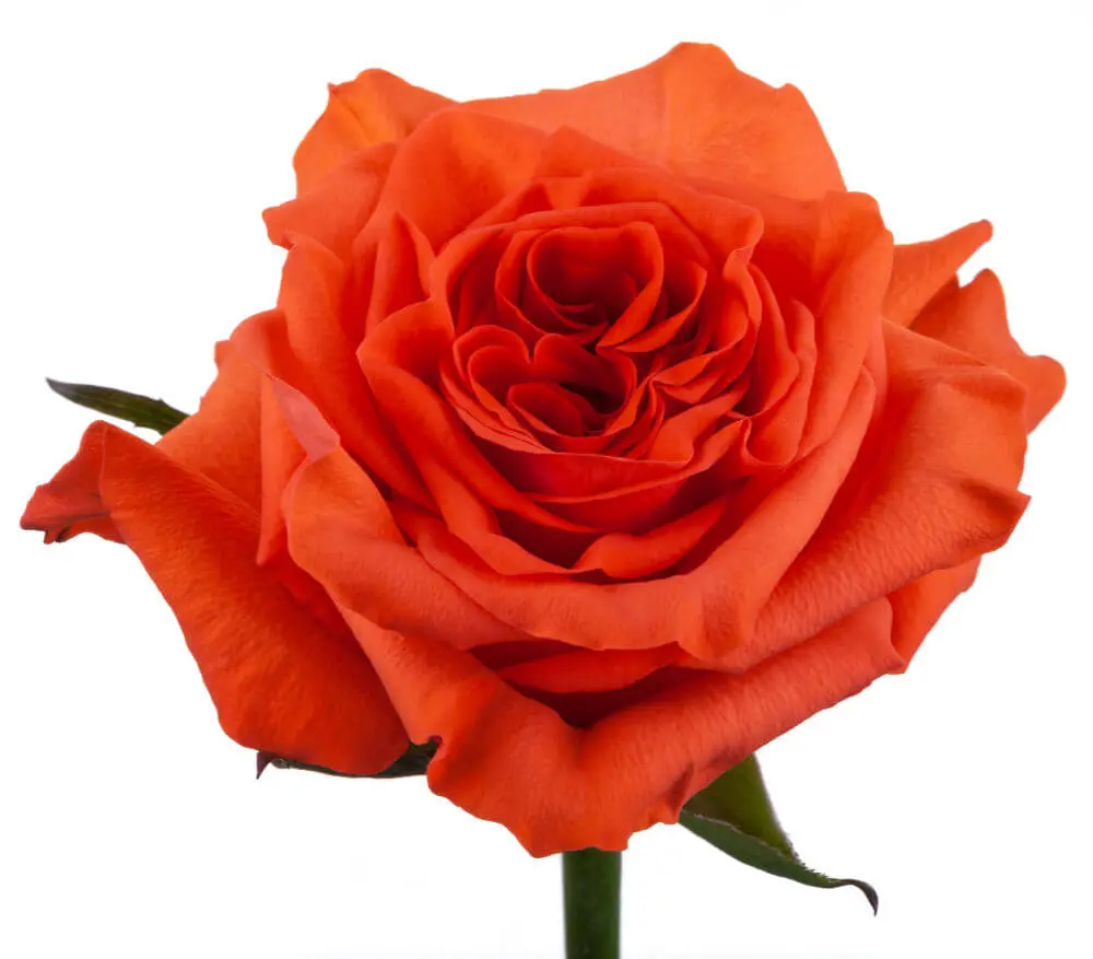 ORANGE-ENIGMA.webp