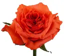ORANGE-ENIGMA.webp