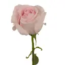 fresh-cut-rose-sweet-pink-wholesale-flowers-stem_baa39_qqwx5_d686c19f-93fc-4682-9797-6eb058f40f58.webp