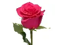 VI_PINK_1.webp