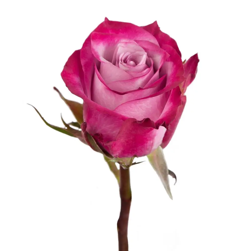 1809-esmeralda-deep-purple-rose.webp