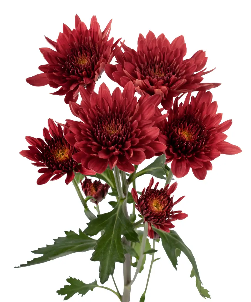 Avila Red 2.webp